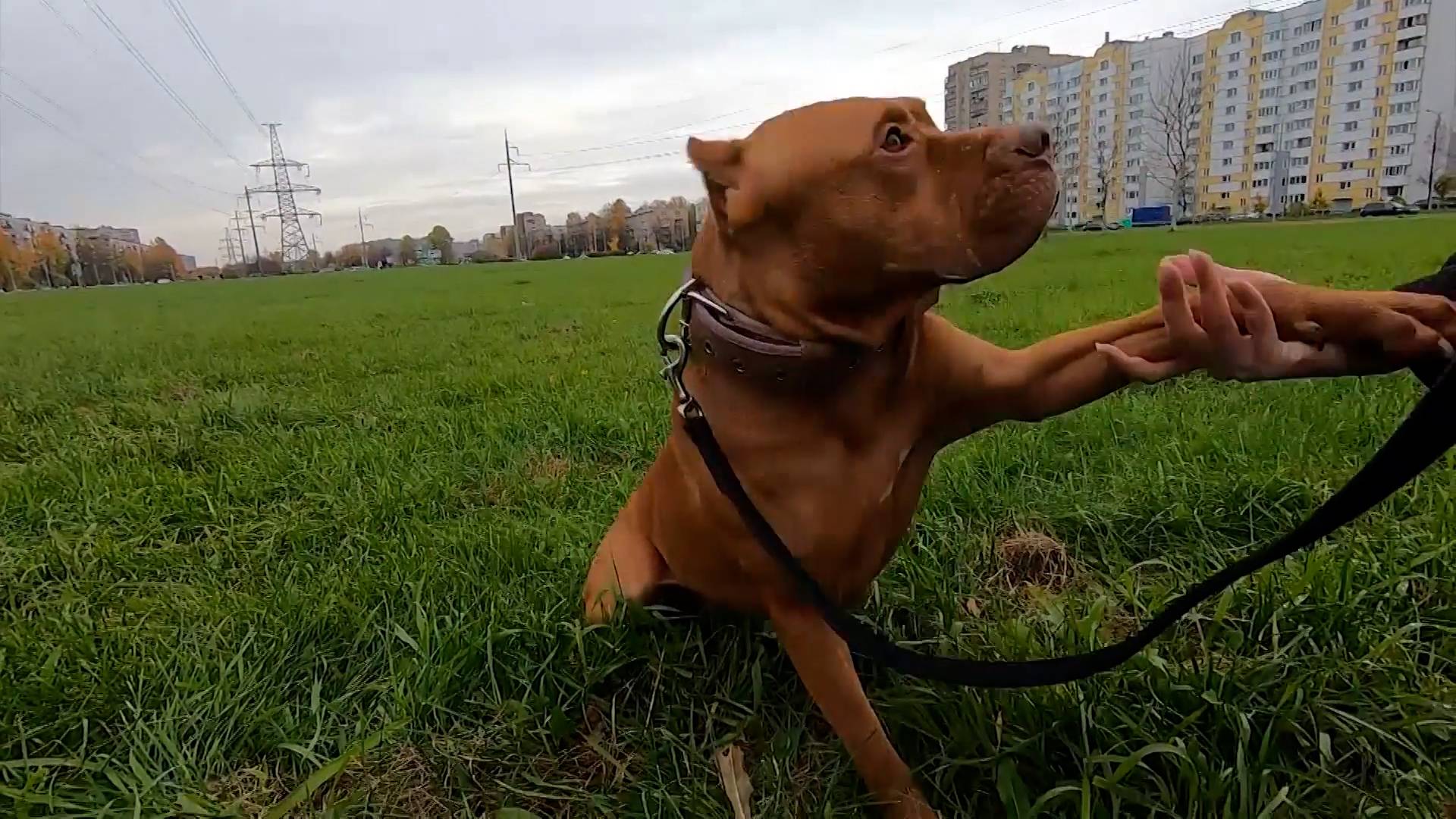 Волонтеры из Петербурга находят хозяев для собак бойцовских пород