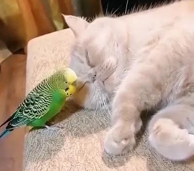 Кот и попугай