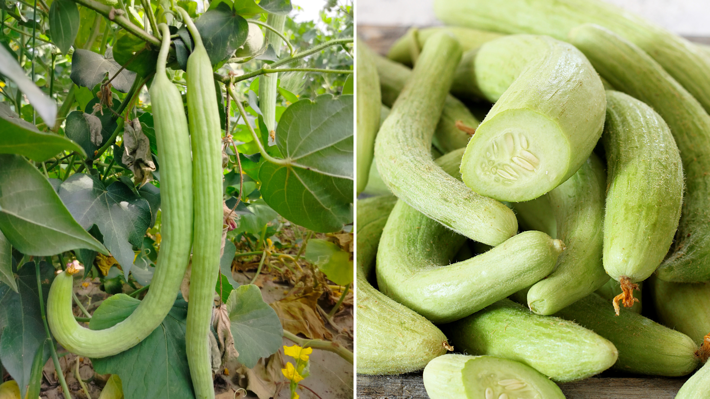 5 экзотических огурцов, которые почти не встретить на российских прилавках огурец, растет, напоминает, вкусу, семена, огурецФото, горечь, огурца, мякоть, Зеландия, России, выращивают, банана, горький, Новая, желтый, лимонной, только, Cucumis, мочалку