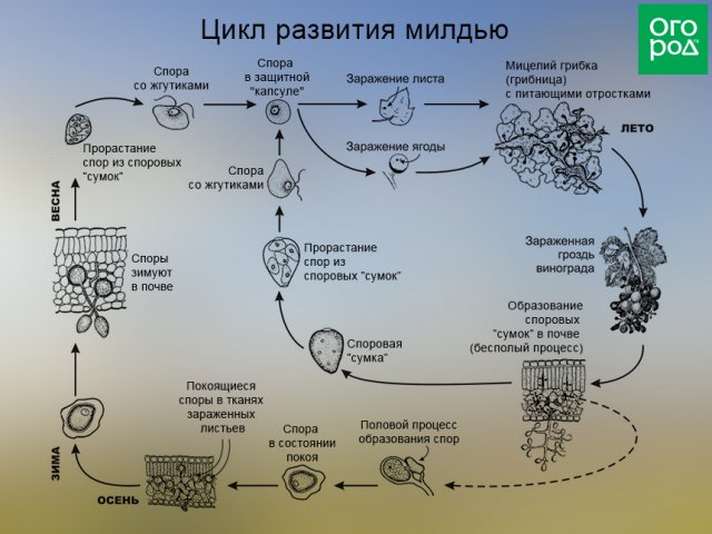 Цикл развития милдью