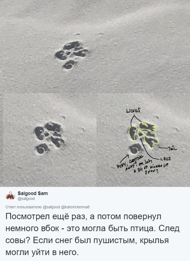Канадка нашла нарисованного на снегу медведя, и теперь все пытаются понять: как ему сделали пупок? 