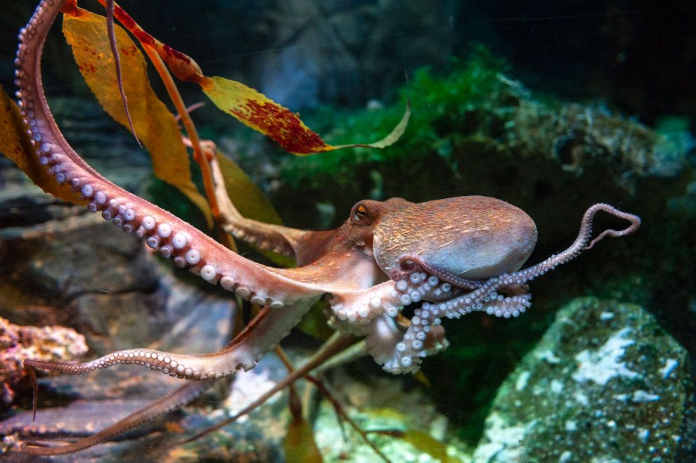 Octopus (Octopus vulgaris), a soft-bodied, eight-armed mollusc g