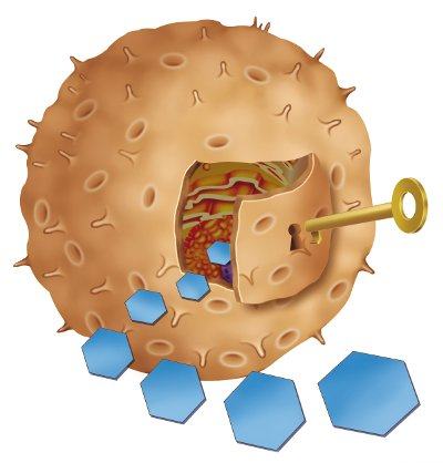 Рецепторы «опознают» инсулин и «открывают» клетки для глюкозы