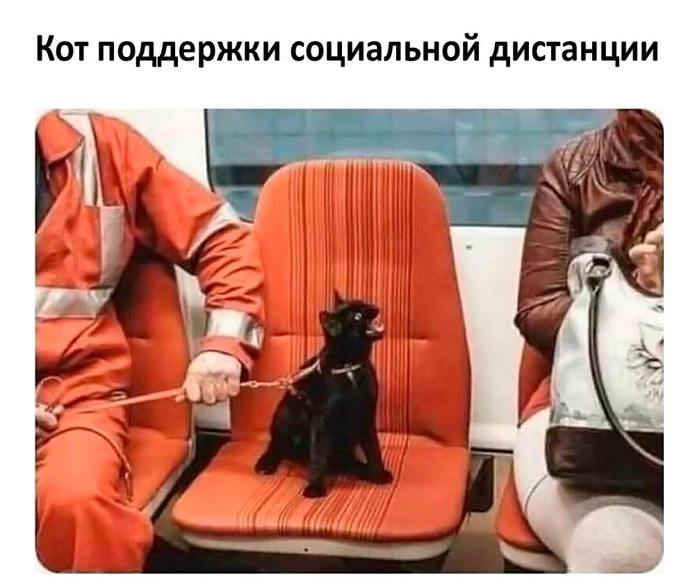 Смешные коты и кошки: лучшие мемы для поднятия настроения