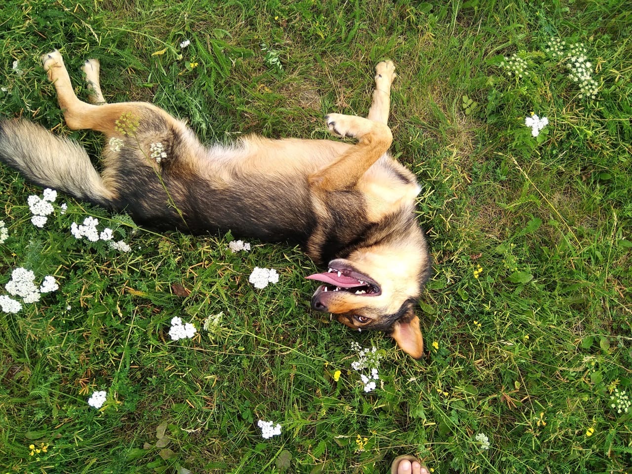 собака на прогулке