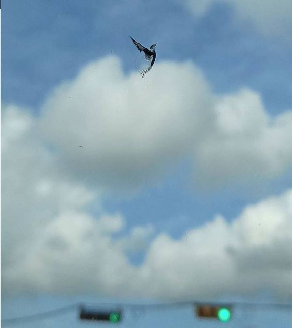 Показалось Показалось смешные картинки