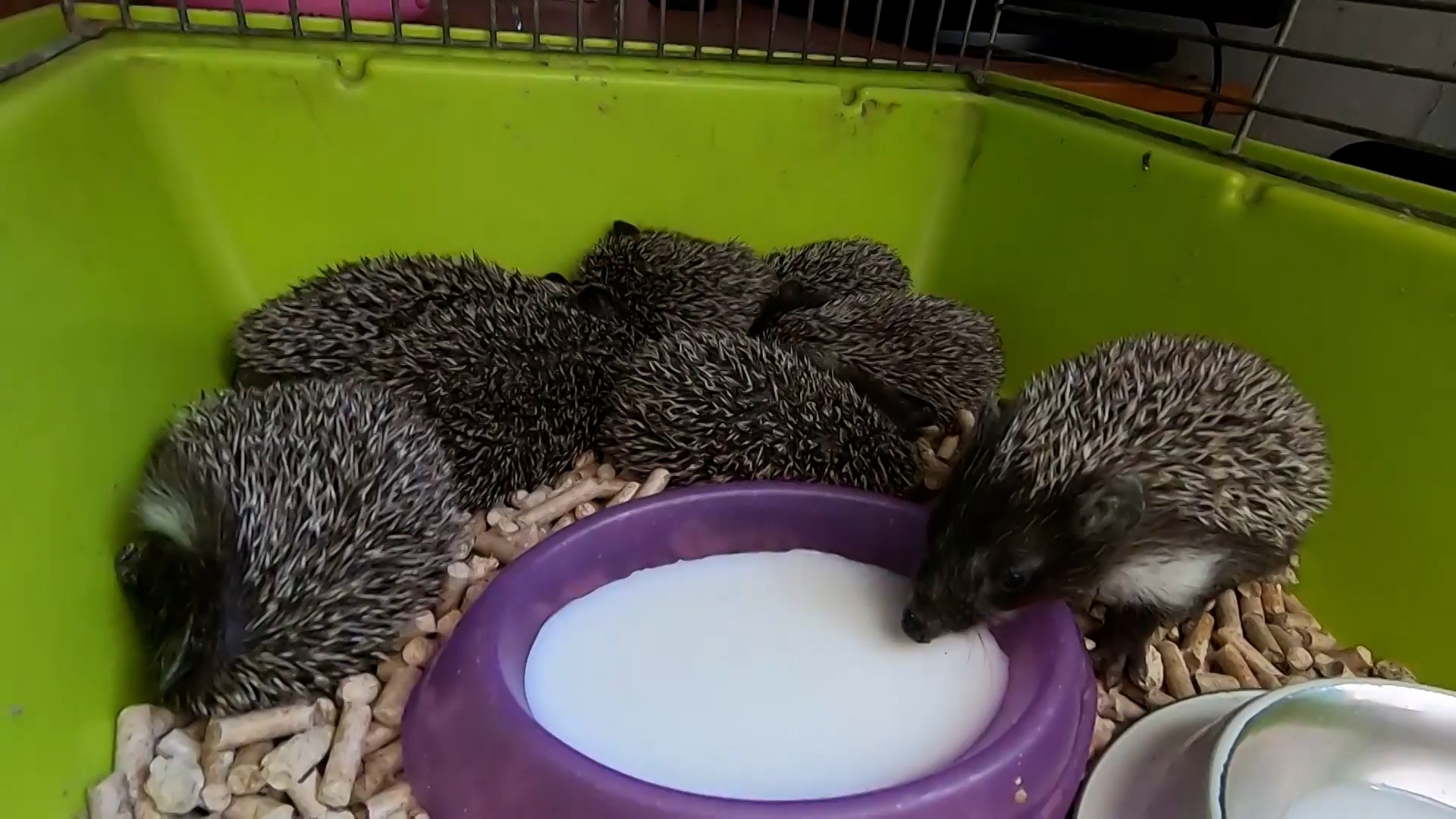 Осиротевших ежат выхаживают в центре диких животных в Ленинградской области