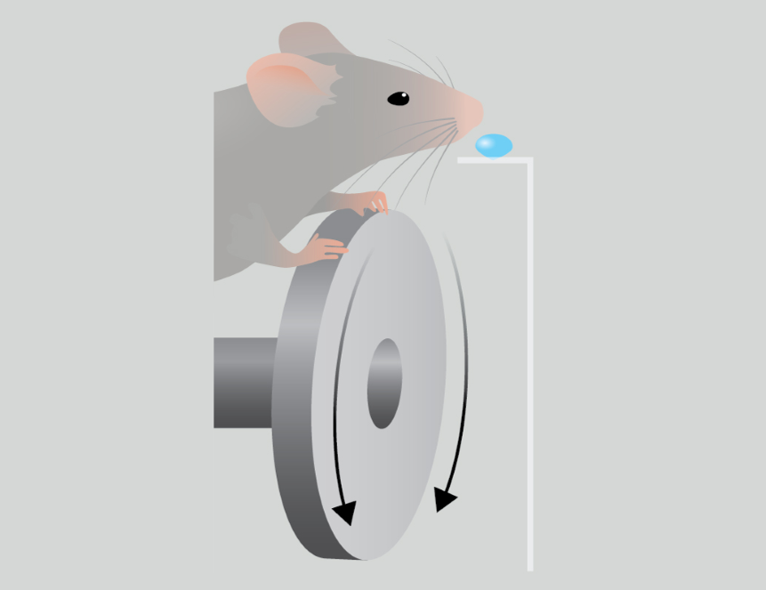 Мыши умеют мыслить «стратегически»