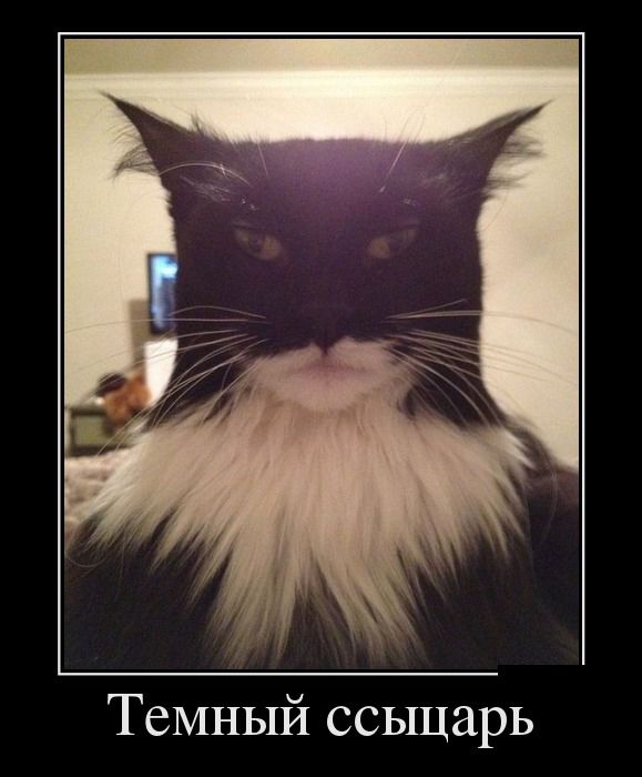 Демотиваторы на любой вкус и три выхода 