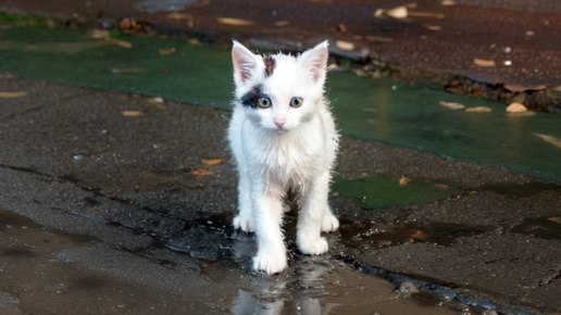 Гроза Хорохориков