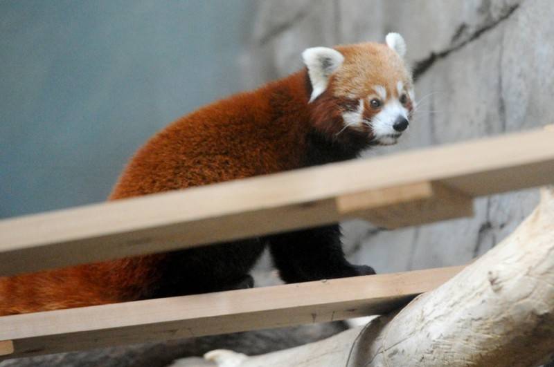 Как кормят красных панд в Московском зоопарке  (10 фото) 