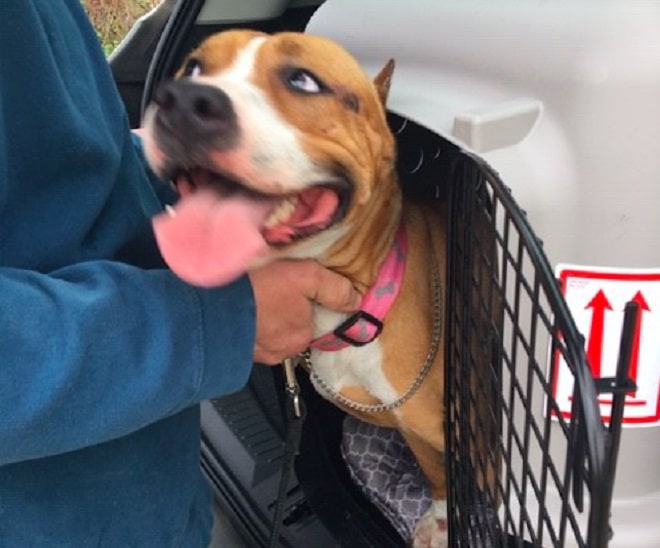 В аэропорту хозяева взглянули на переноску и увидели, что их собака-чемпион исчезла истории из жизни