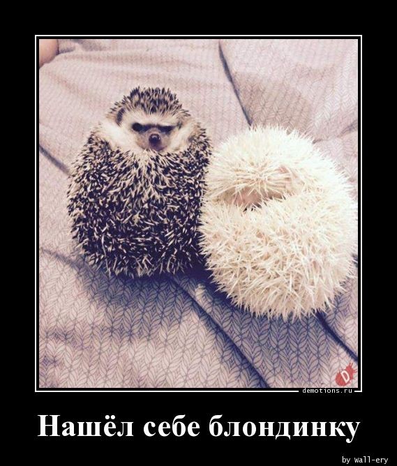 Демотиваторов свежая порция: «Одноразовый эспандер»  