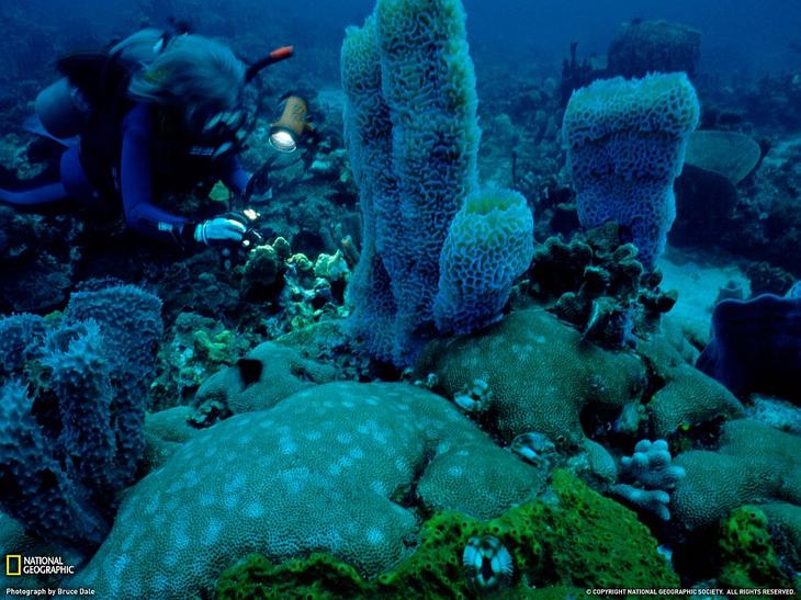 Коралловый сад на острове Доминика