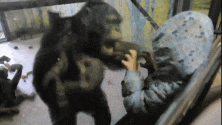 Интересные гифки 17 января 2022 года