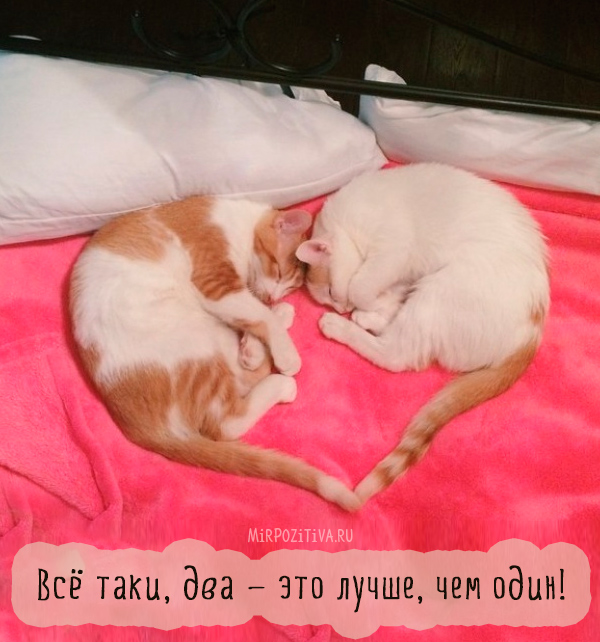 две кошки хвост сердце две кошки хвост сердце