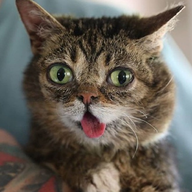 Любопытная мордочка