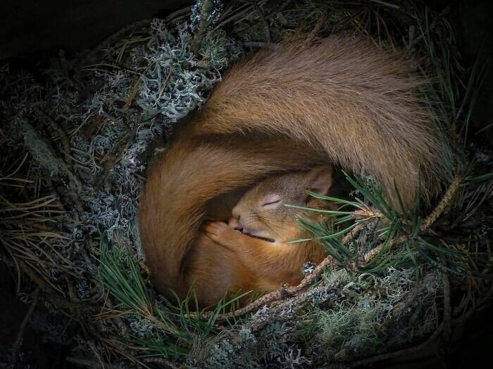 25 лучших фото дикой природы с конкурса Wildlife Photographer Of The Year