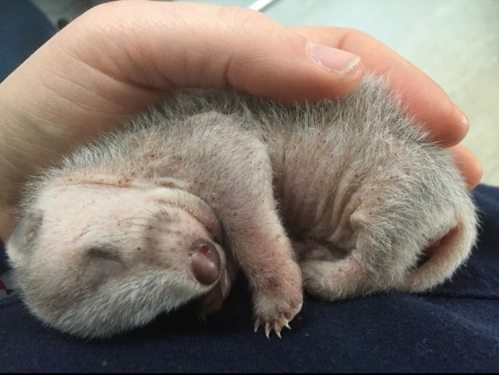 25 диких животных и птиц, которых мы не видели малышами даже по телевизору 25 диких животных и птиц, которых мы не видели малышами даже по телевизору животные,интересное,фотография