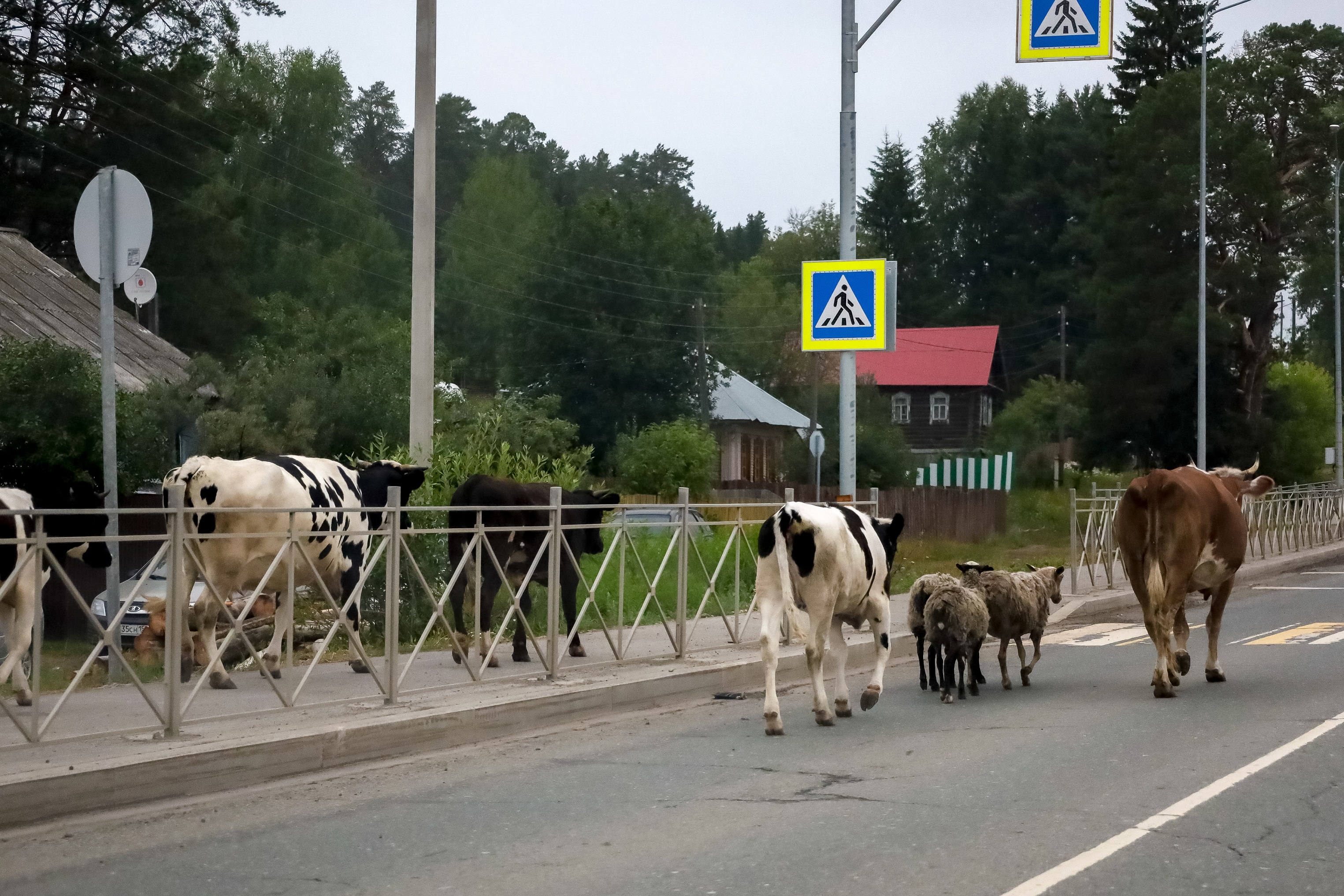 Жители Выксы жалуются на гуляющих по городу коров