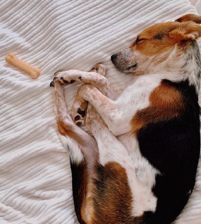 Собака спит