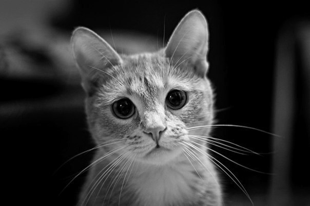 Позитивные картинки и классные фотографии для улыбки красивые фотографии,угарные фотки,фото приколы,шикарные фотографии