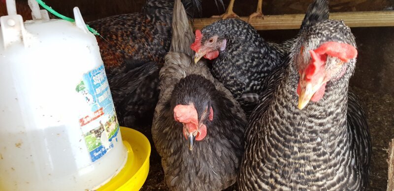 Фото на последок курицы в домашних условиях, куры-несушки, разведение куриц, разведение куриц зимой