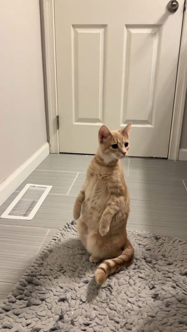 Люди делятся самыми глупыми и смешными моментами из жизни своих питомцев 