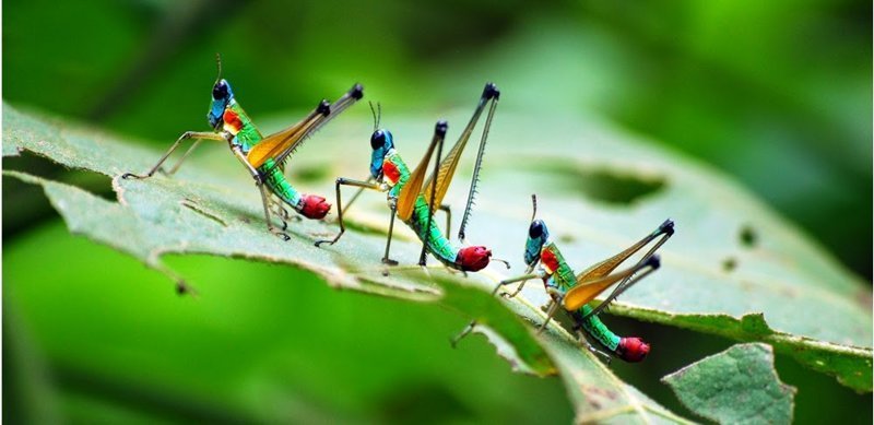 Красивые и веселые Букашки букашки, красивые, насекомые, природа