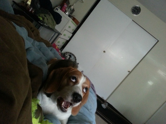 23 артистичных животных, чья реакция на мир просто бесценна 