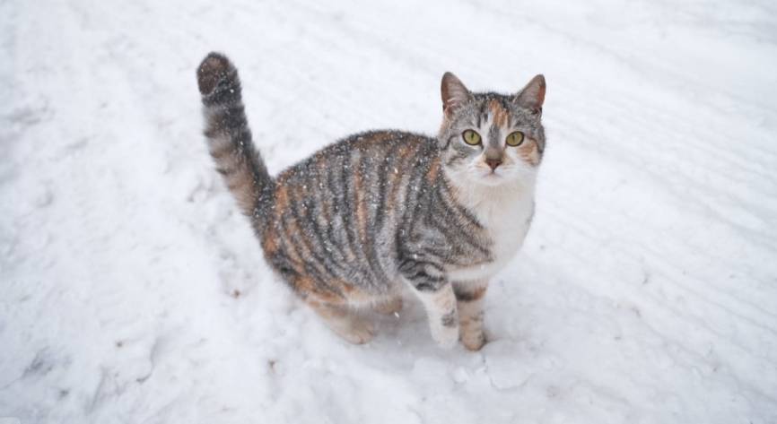 Петербургские активисты раскритиковали власти за инициативу отлова бездомных животных Общество