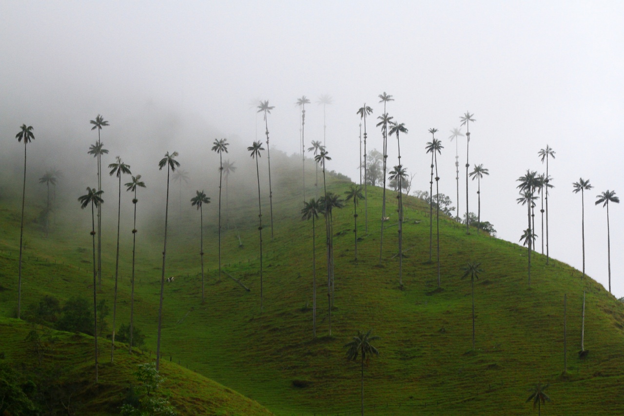 Самая высокая пальма в мире Самая высокая пальма в мире
