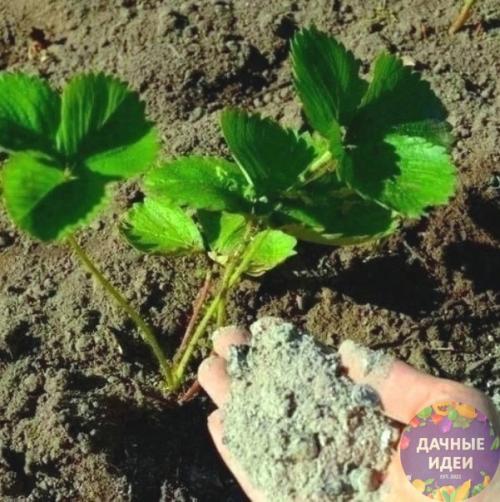 В этом году я воспользовалась этим рецептом и собрала отличный урожай.