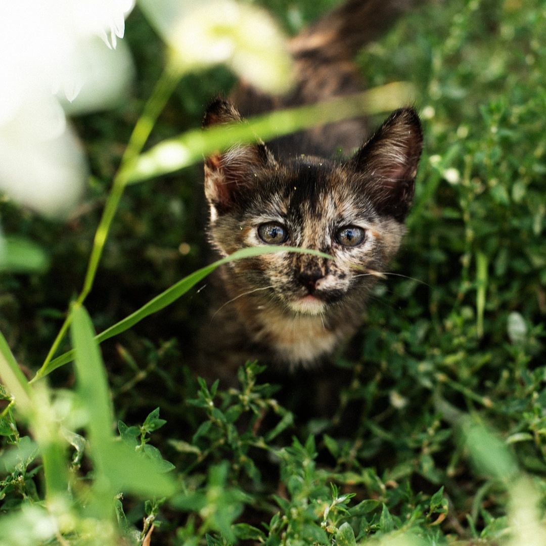 котенок на улице