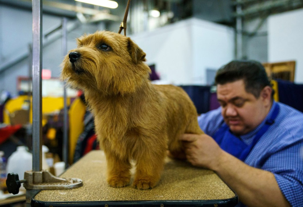 Конкурс собачьей красоты: Westminster Kennel Club 2018