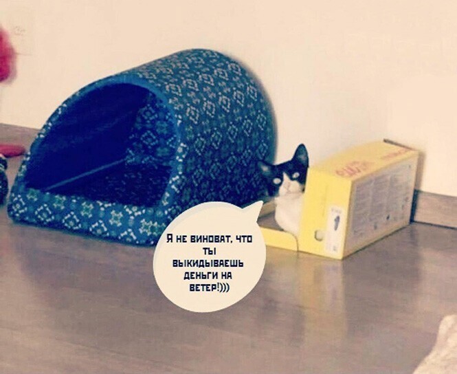 Смешные и познавательные картинки  приколы,смешные картинки,юмор