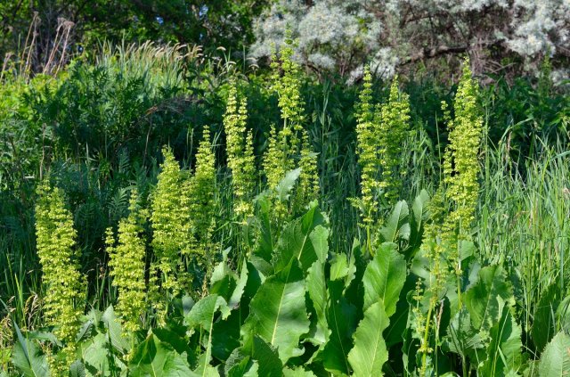 Flowering Rumex confertus on a background of green grass and leaves