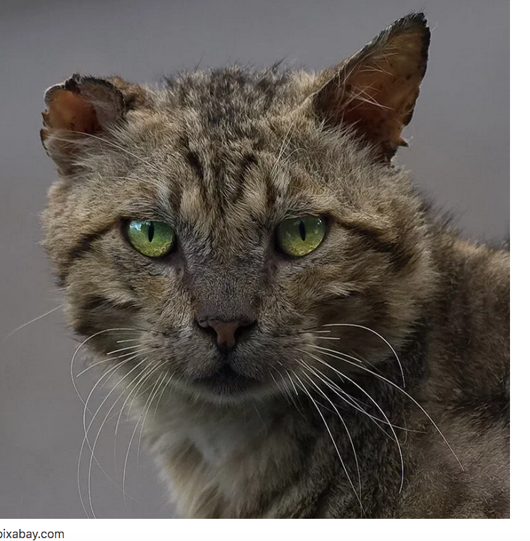 Рождественская сказка 