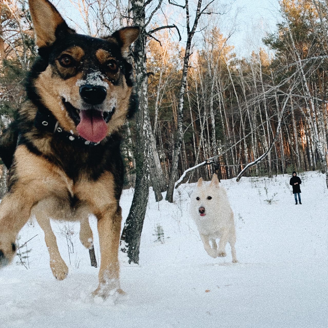 собаки в парке