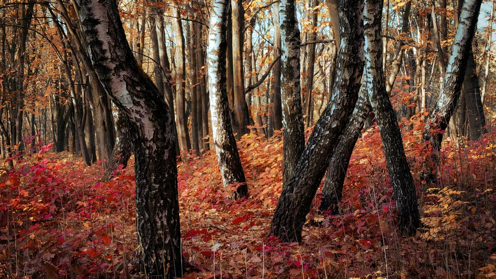 Деревья сместились со своих мест на полметра за 10 лет в некоторых лесах России