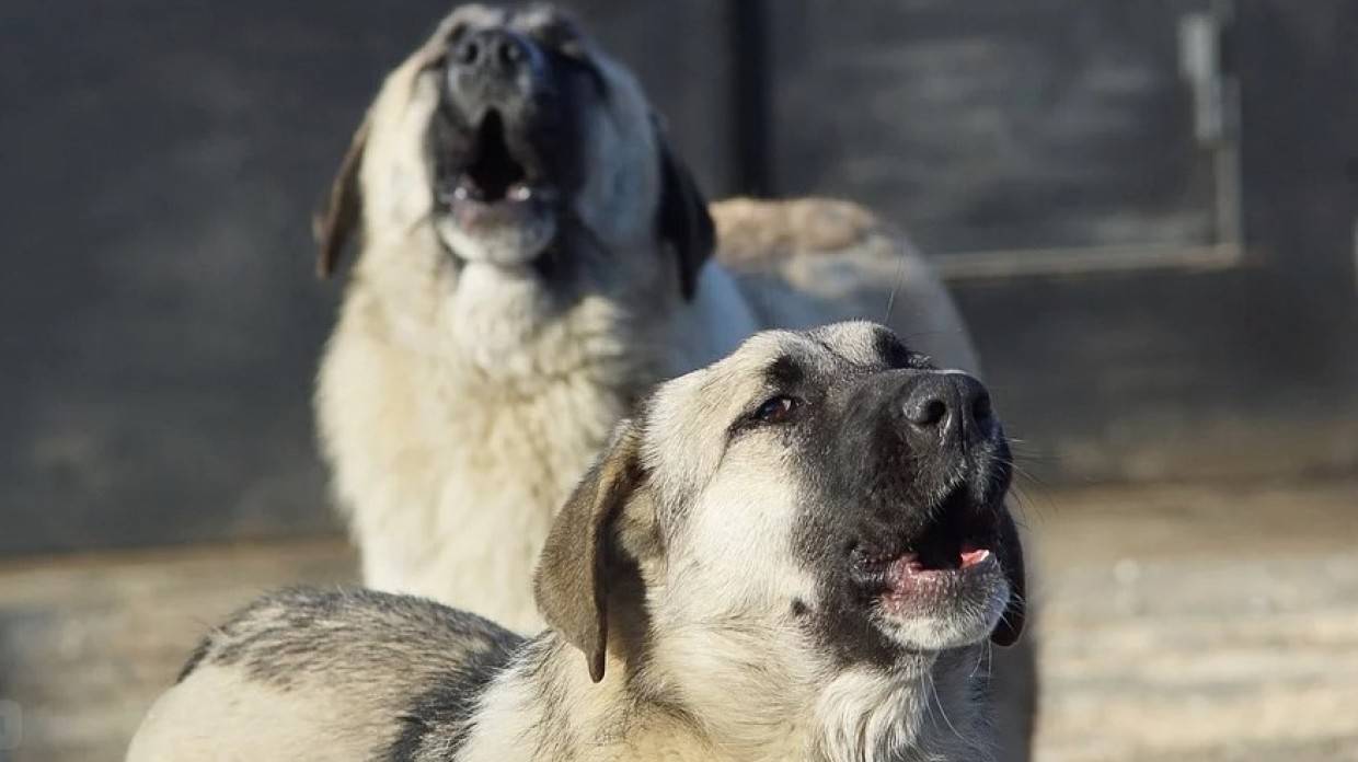Астраханские водители спасли ребенка от бездомных собак