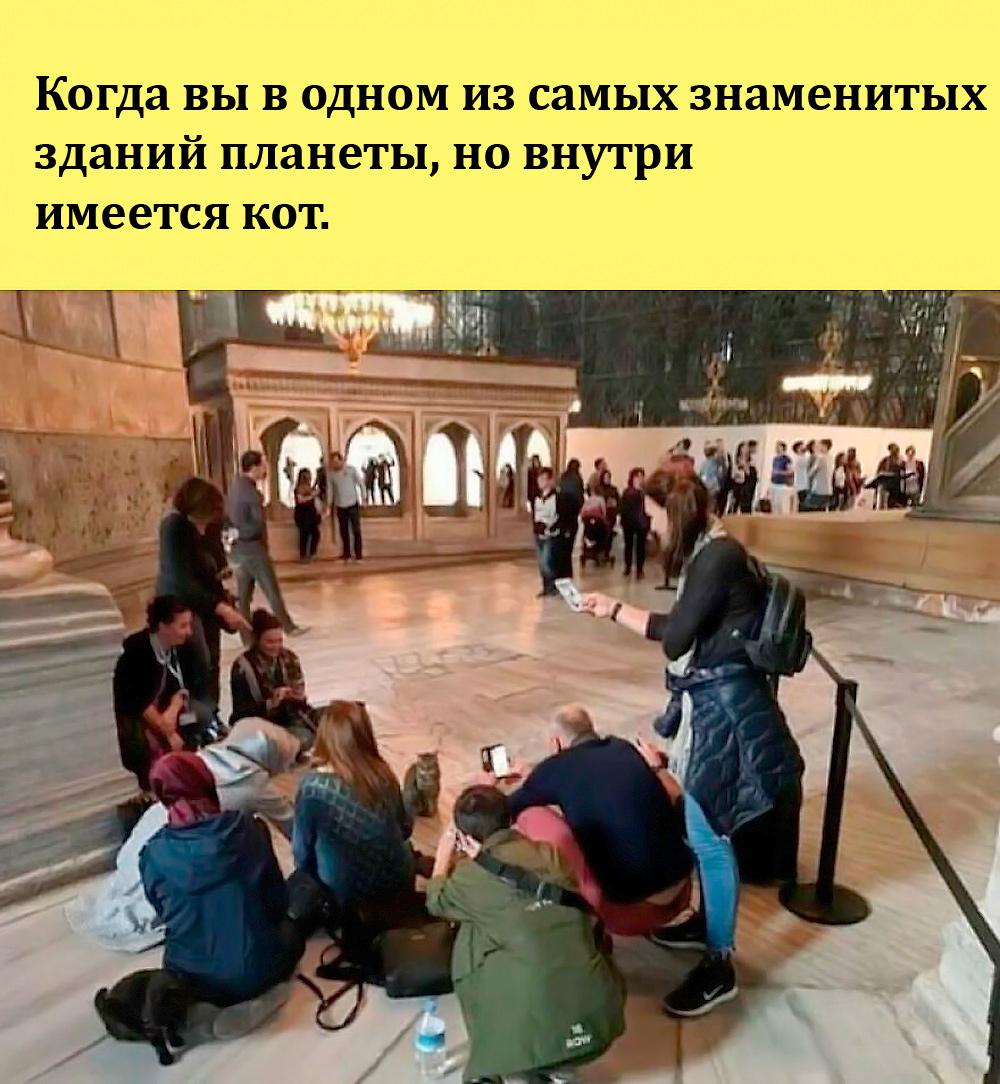 Смешные коты и кошки: лучшие мемы для поднятия настроения