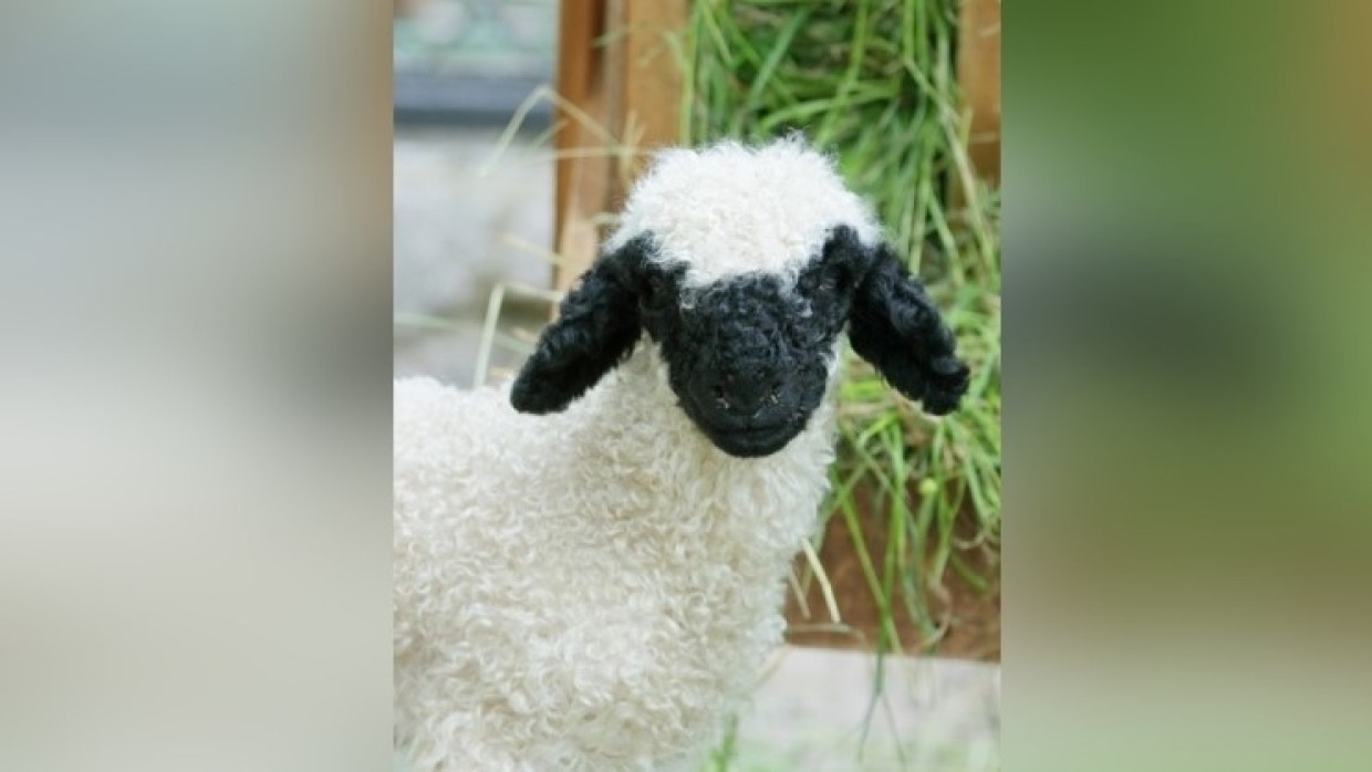 Барашек Шон появился у валлийских овец в Ленинградском зоопарке Общество