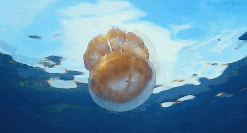 Подборка смешных и прикольных гифок из сети Подборка смешных и прикольных гифок из сети