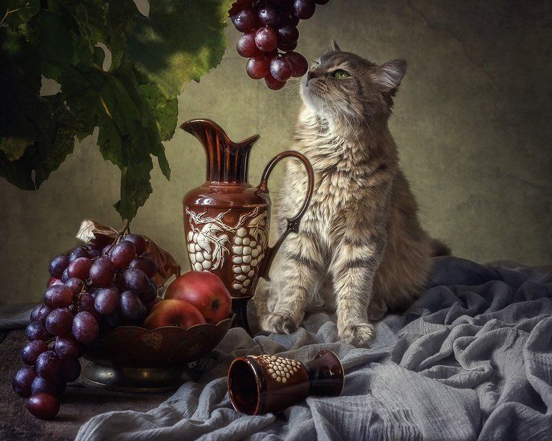 Сидела кошечка в окошке, встречала теплую весну. Натюрморты Ирины Приходько Фотография