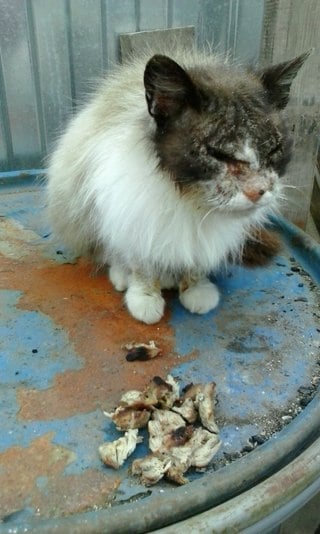 больная кошка