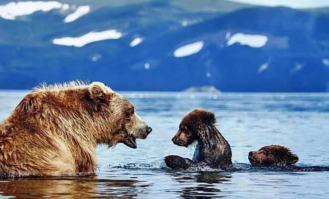 Люди расположились на пляже в Сибири, когда из леса вышли медведи и тоже устроились на отдых медведи, медведица, спокойно, местные, медведей, чтобы, людей, отдыхающим, необходимым, власти, сочли, пляже, обратиться, жителям, кормить, провоцировать, животных, Представитель, лесничества, просьбой