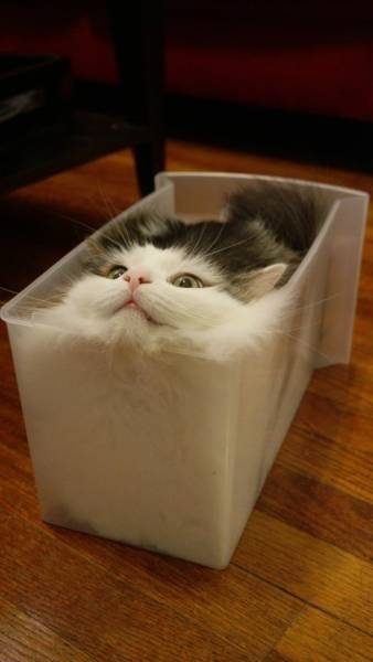Кошачья логика Кошачья логика