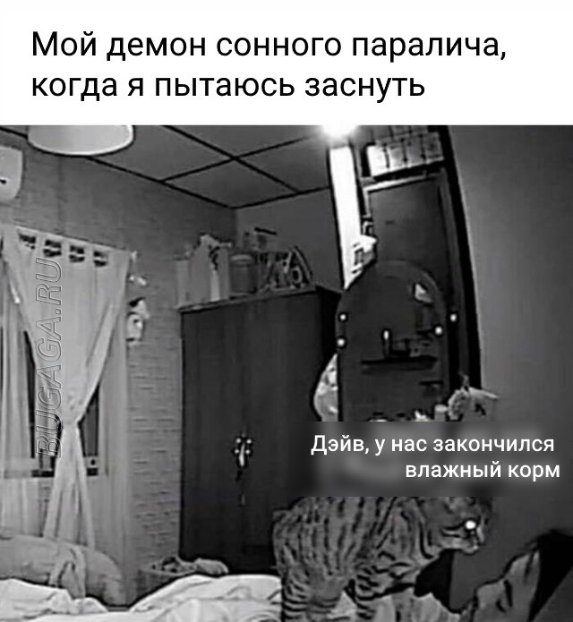 Прикольные картинки и мемы для любителей кошек  