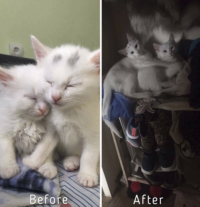 A Girl From Latvia Rescued More Than 350 Homeless Cats During Last 2 Years